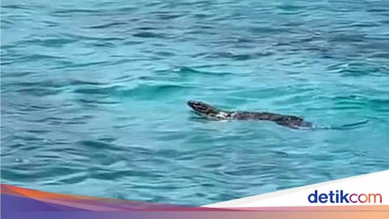 Viral Komodo Berenang di Long Pink Beach Labuan Bajo