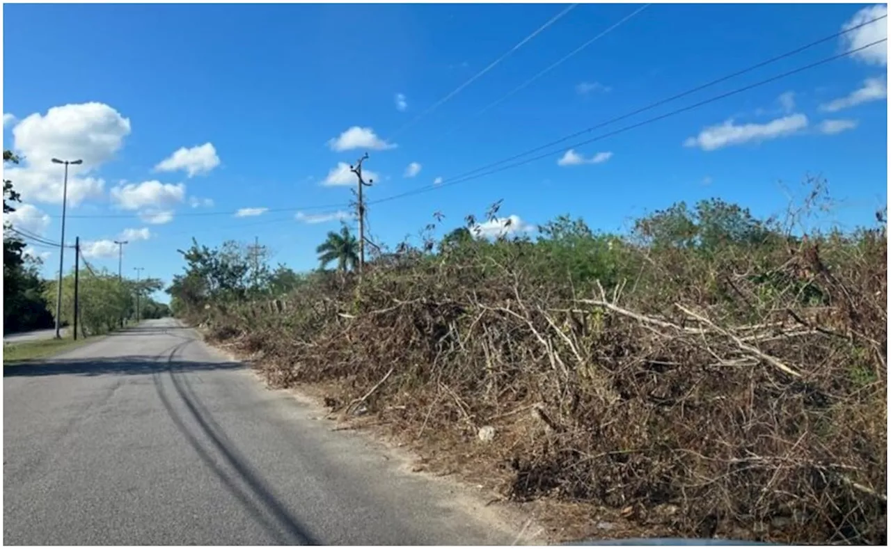 Acusan a CFE en Yucatán de corte masivo de árboles; señalan interrupción del internet y afectación en vialidades