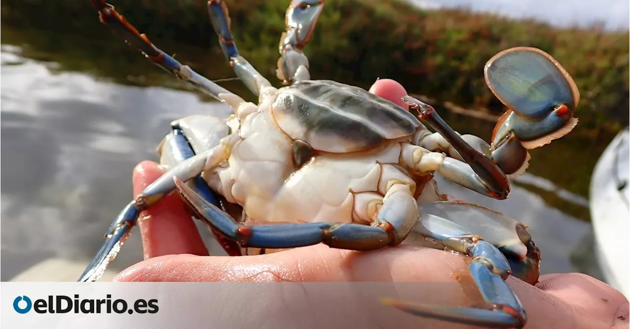 El 'Efecto Hidra' complica la lucha contra la mayor especie invasora del Mediterráneo