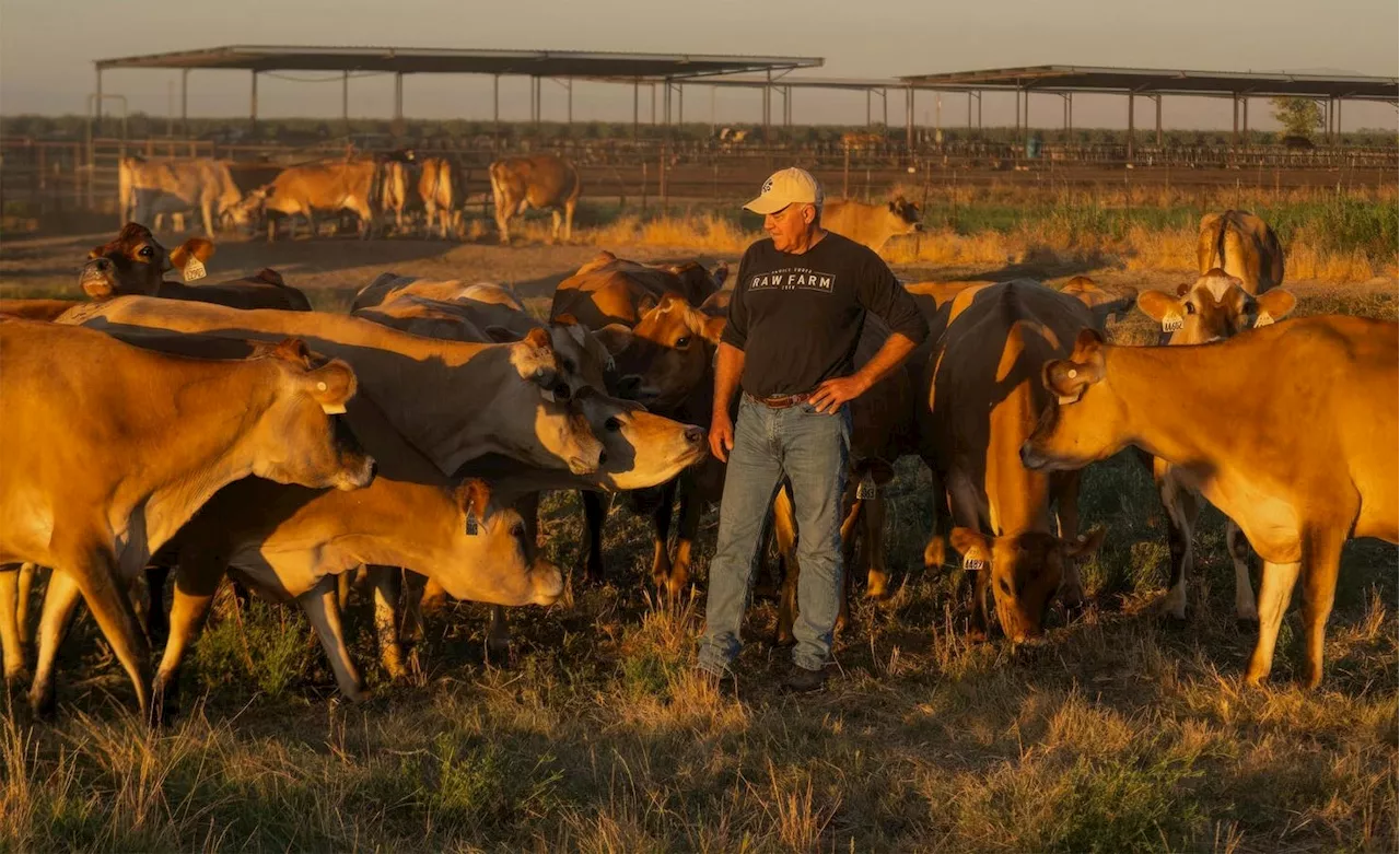 Bird Flu Be Damned: Raw Farm Is Doubling Down On Selling Raw Milk At Scale