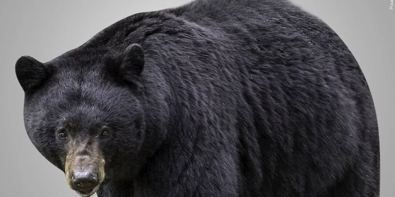 Forest Service urging Mississippi residents to be aware of bears