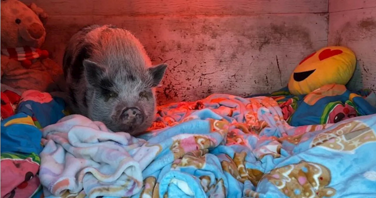 Heartwarming friendship blossoms at animal sanctuary south of Edmonton