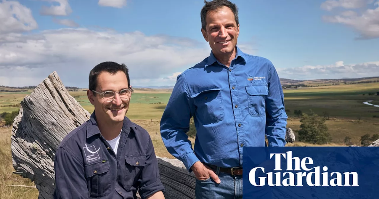 Sheep farmers are helping save Tasmania’s native grasslands: ‘We’re better off working together’