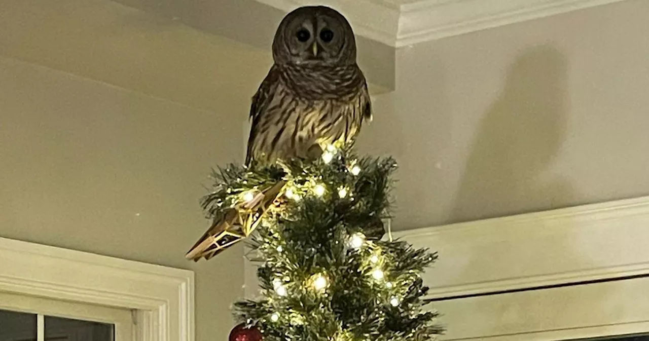 Owl Strikes Perfect Pose On Christmas Tree After Flying Down Chimney