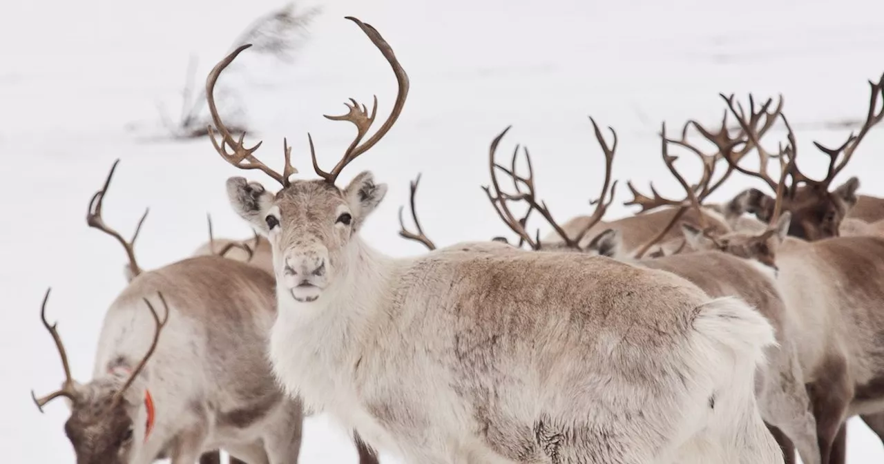 Outrage as travel firm offers trips abroad to shoot reindeer during Christmas