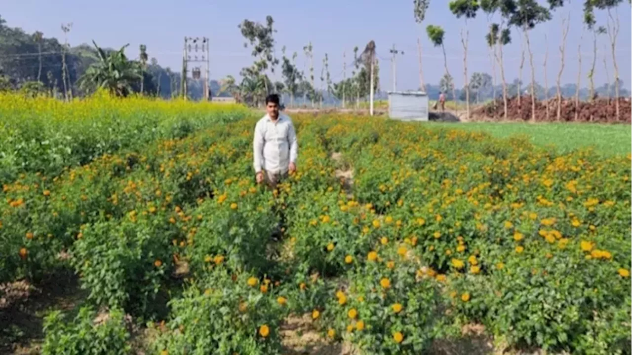 Genda Phool Ki Kheti: गेंदा फूल की खेती से किसान कर रहे लाखों की कमाई, इस आसान तरीका से हो रहे मालामाल