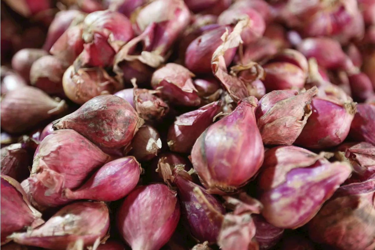 Petani Humbang Hasundutan Berhasil Kembangkan Bawang Merah dari Biji, Hasilnya Luar Biasa