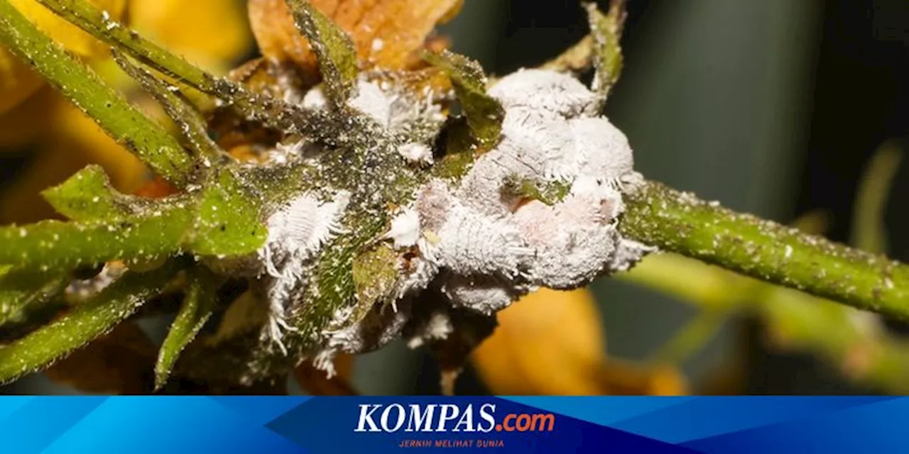 7 Cara Membasmi Kutu Putih dari Tanaman