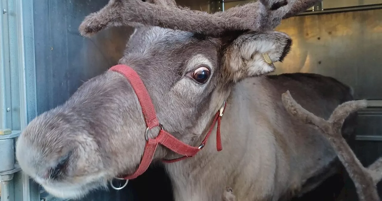 Police stop car in Yorkshire - and find two live reindeer in trailer