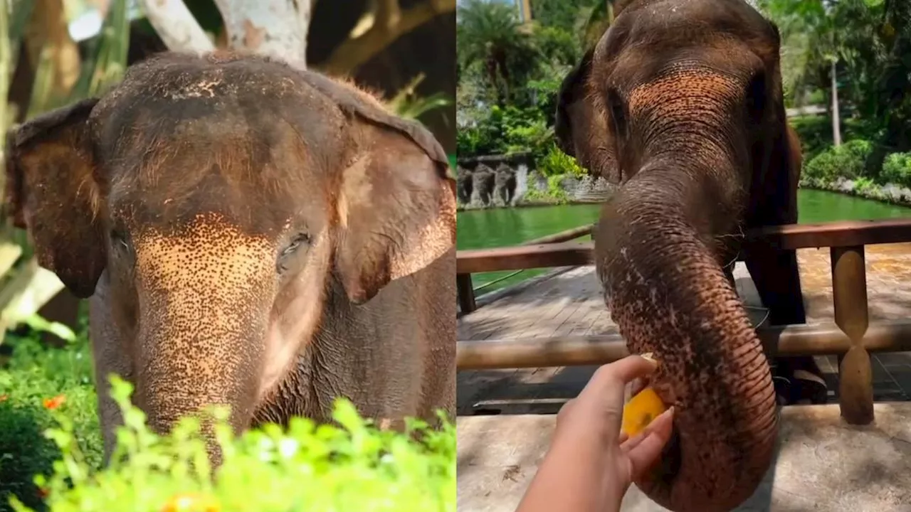 Salam Perpisahan untuk Gajah Molly Bali Zoo yang Mati Setelah Hanyut di Sungai Cengceng