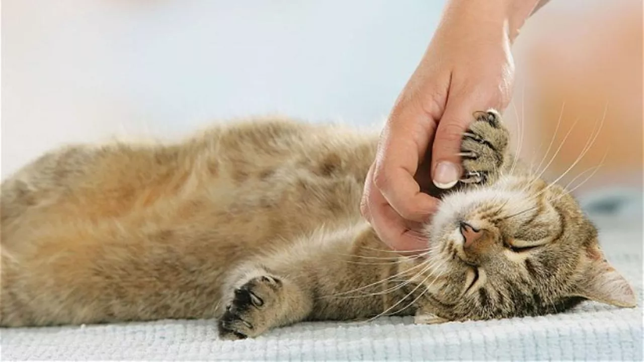 Suami Lebih Sayang Kucing Ketimbang Istri, Wanita Ini Tuntut ke Pengadilan