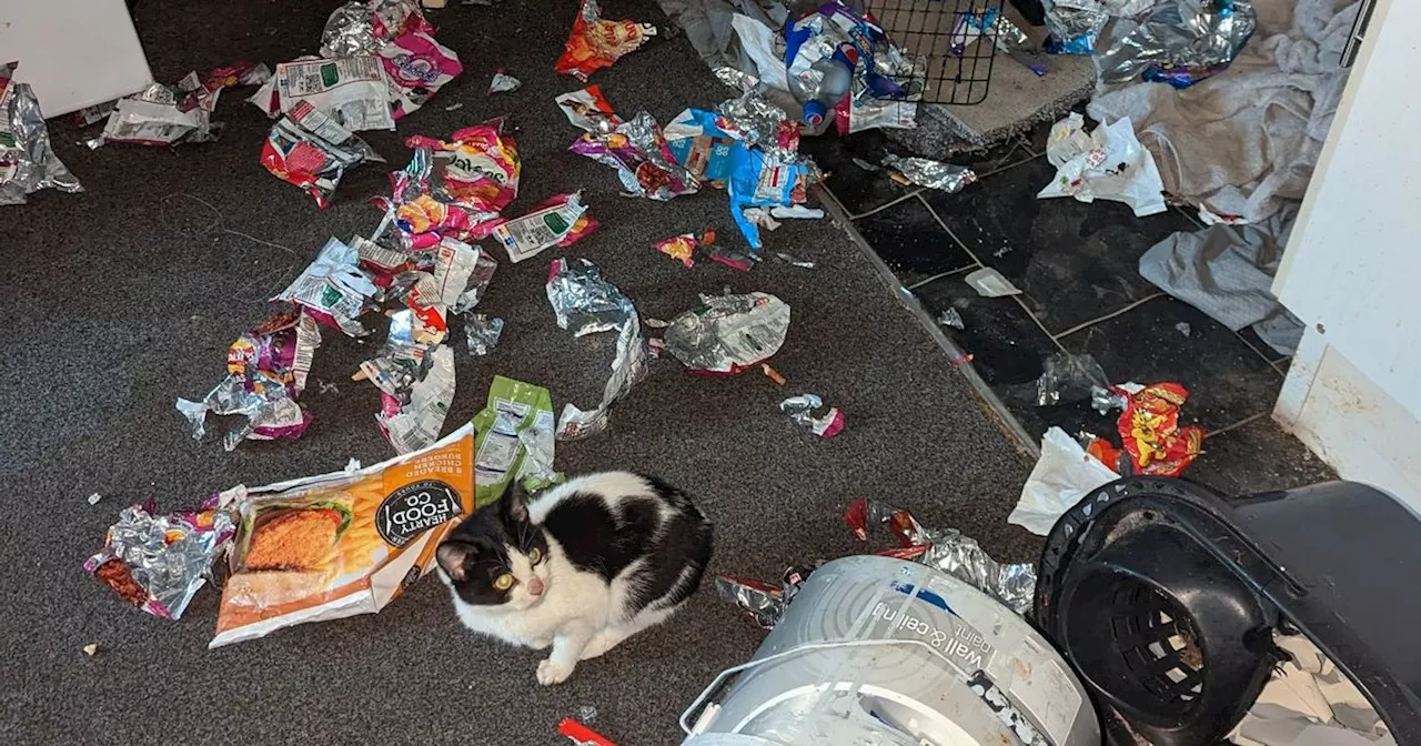 Cat abandoned in Manchester flat for nine days at Christmas