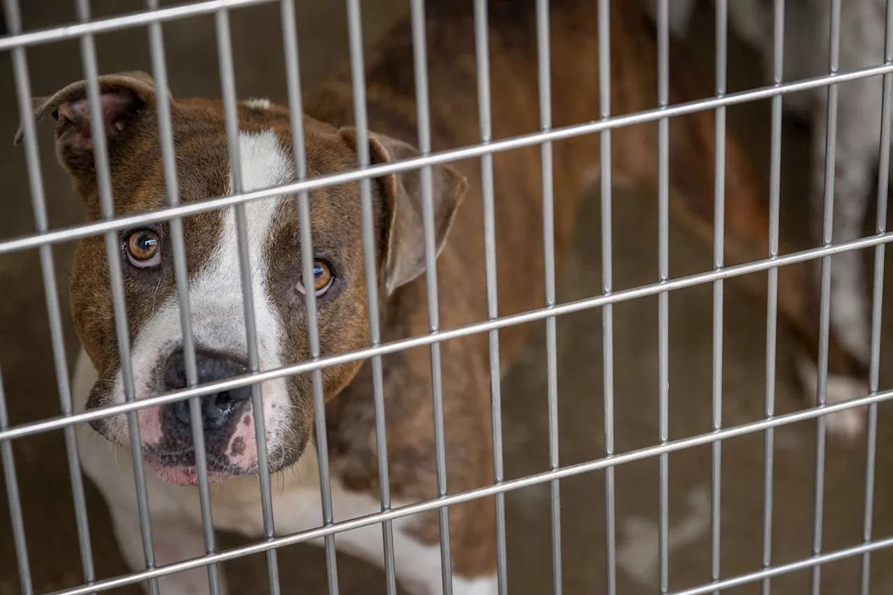 Dozens of animals dumped outside NW Indiana shelter each week: staff