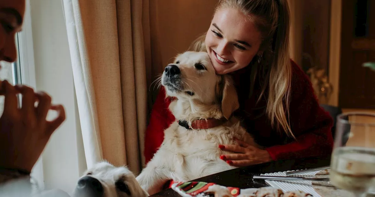 Treat your dog to their own Christmas dinner with these healthy recipes