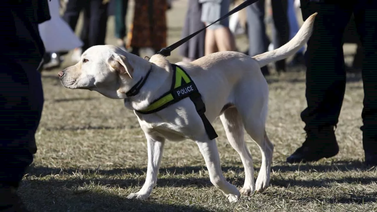 Victoria Police says no sniffer dogs at first pill-testing festival as NSW leaves door open