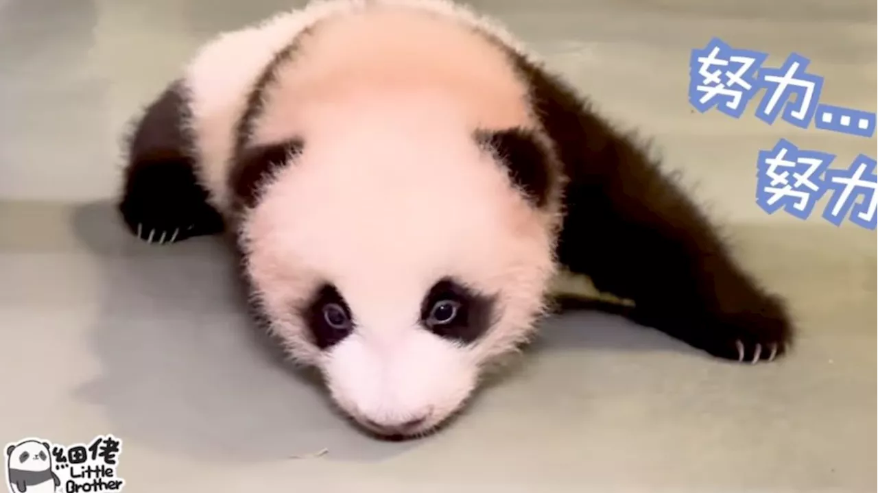 Panda Watch: Twin cubs start crawling ahead of first Christmas at Hong Kong’s Ocean Park