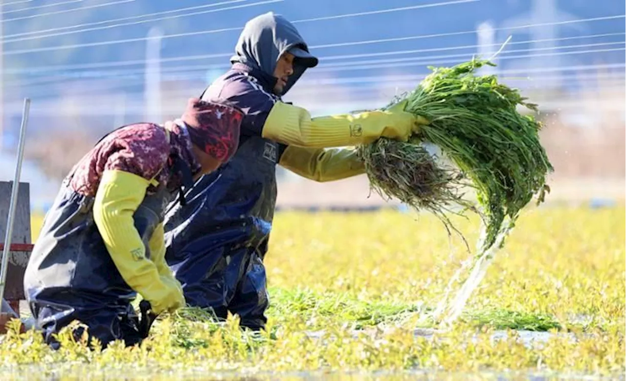 South Korea government decides to accept 207,000 non-professional foreign workers in 2025