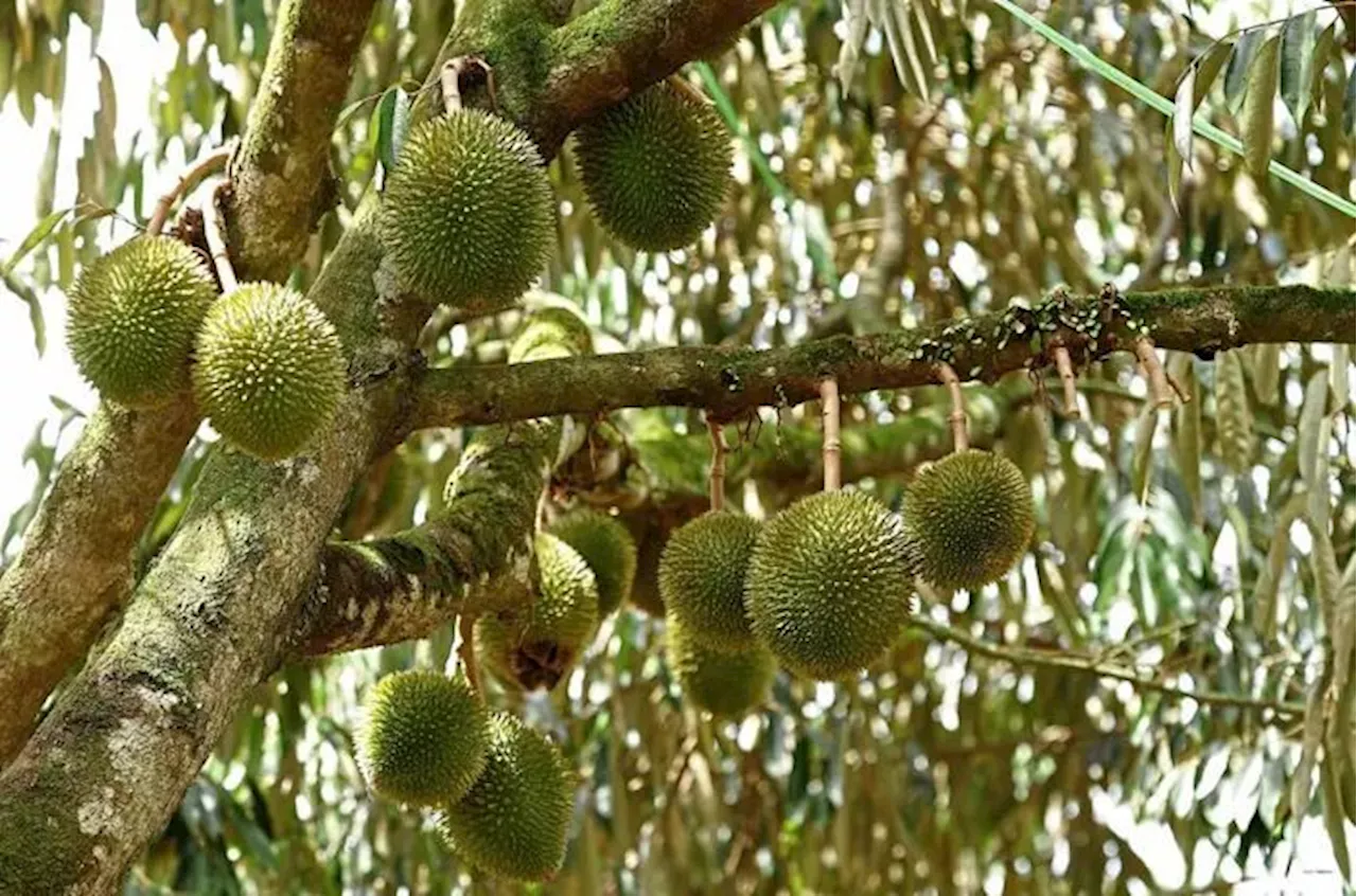 Video alleging durian land allocation is actually STR land rights handover, says Pahang exco rep