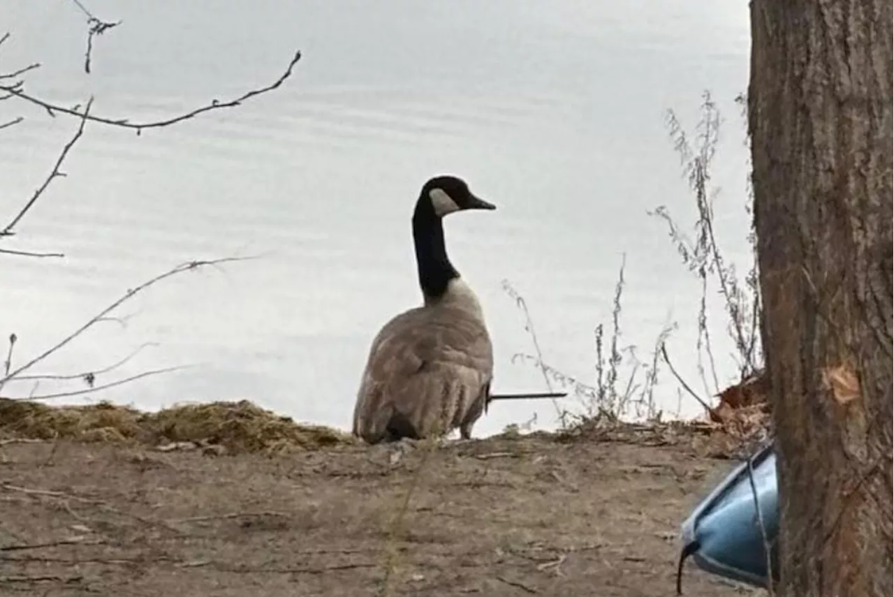 Canadian Goose on road to recovery after shot with arrow in Okanagan