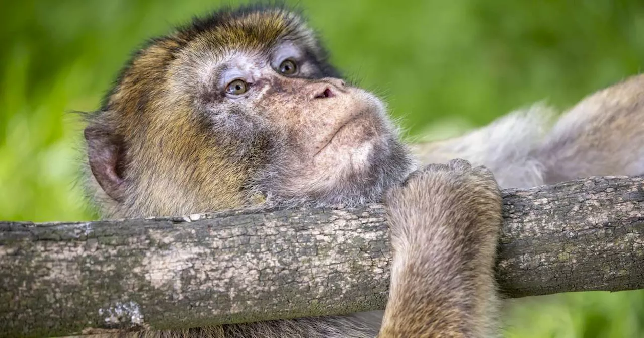 Justiça manda Ibama devolver macaca-prego para tutora que criava animal 'como bebê' no DF