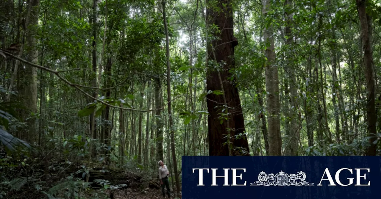 State loggers admit to clear-felling hectare of national park forest