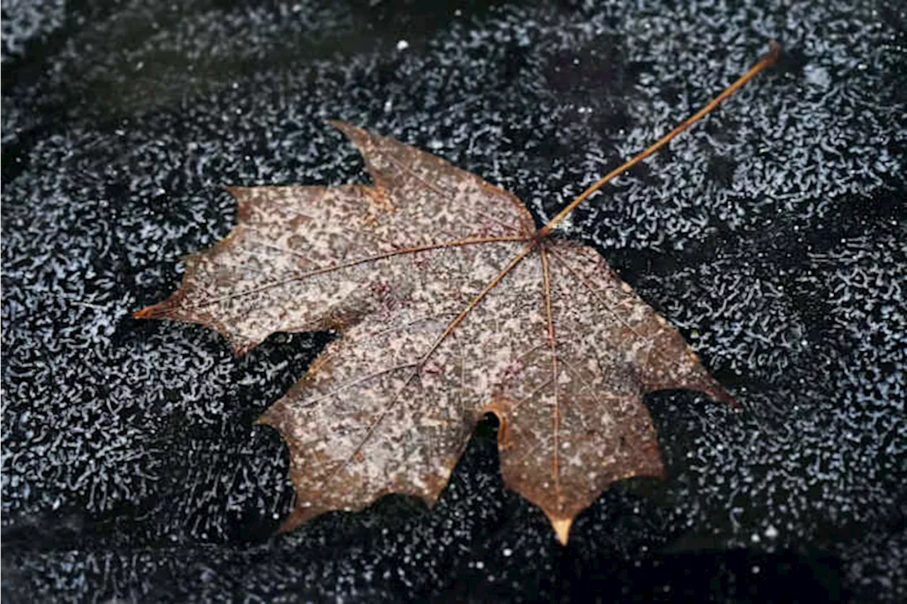 National Weather Service changes Freeze and Frost advisories, removing Hard Freeze and Wind Chill advisories