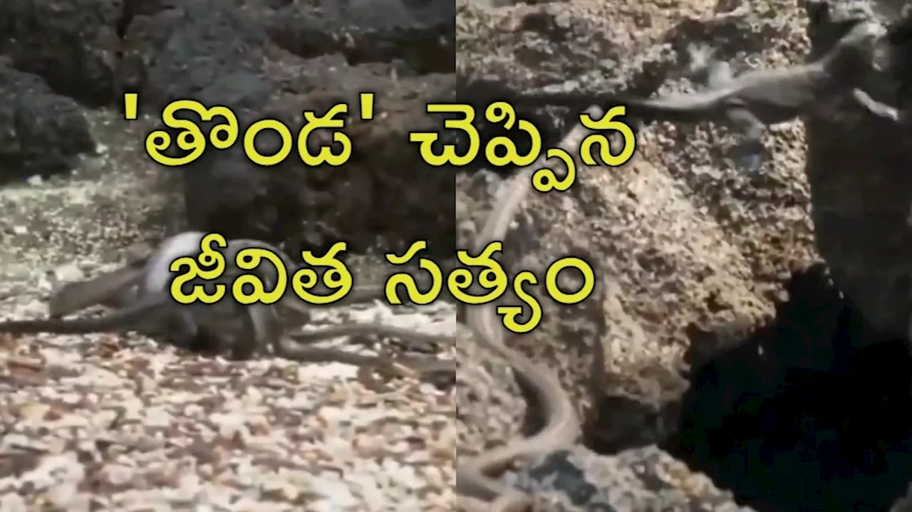 Snakes Attack Video: పాముల దండయాత్ర.. చిక్కినట్టే చిక్కి తుర్రుమన్న తొండ