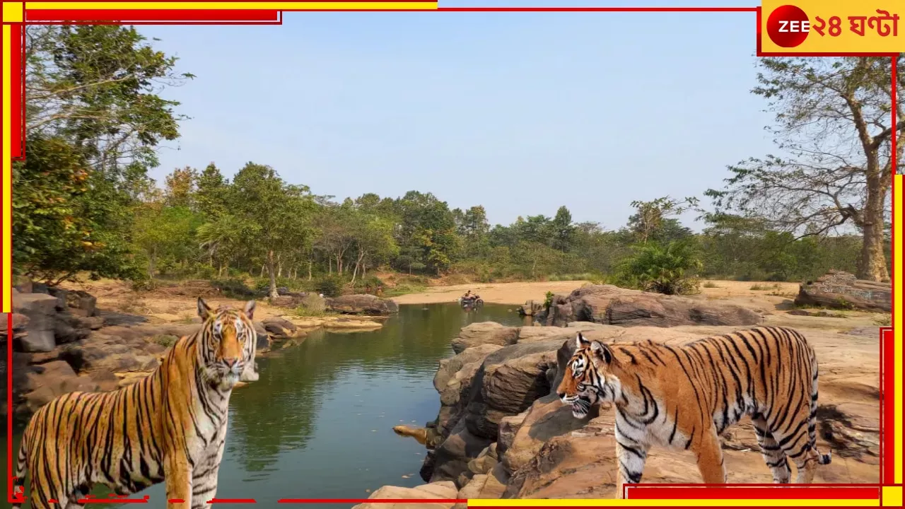 Two Royal Bengal Tigers: আতঙ্কের ঝাড়গ্রামে জিনাতের পরে যমুনা! জোড়া বাঘের আতঙ্কে কাঁপছে বেলপাহাড়ি...