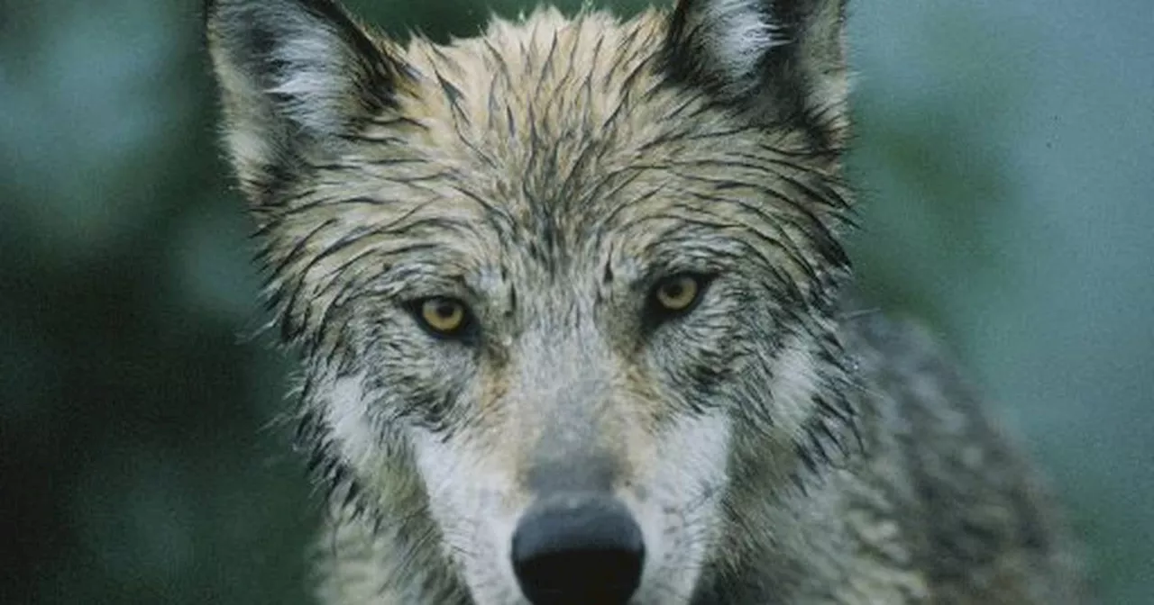 State proposes killing 100 wolves a year to benefit moose between Denali and Lake Clark parks