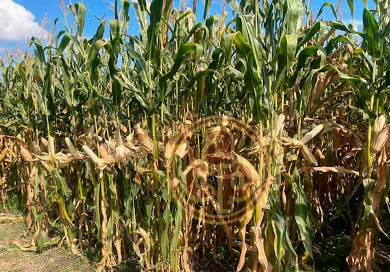 El maíz transgénico afecta las variedades nativas y daña la biodiversidad: CIMA