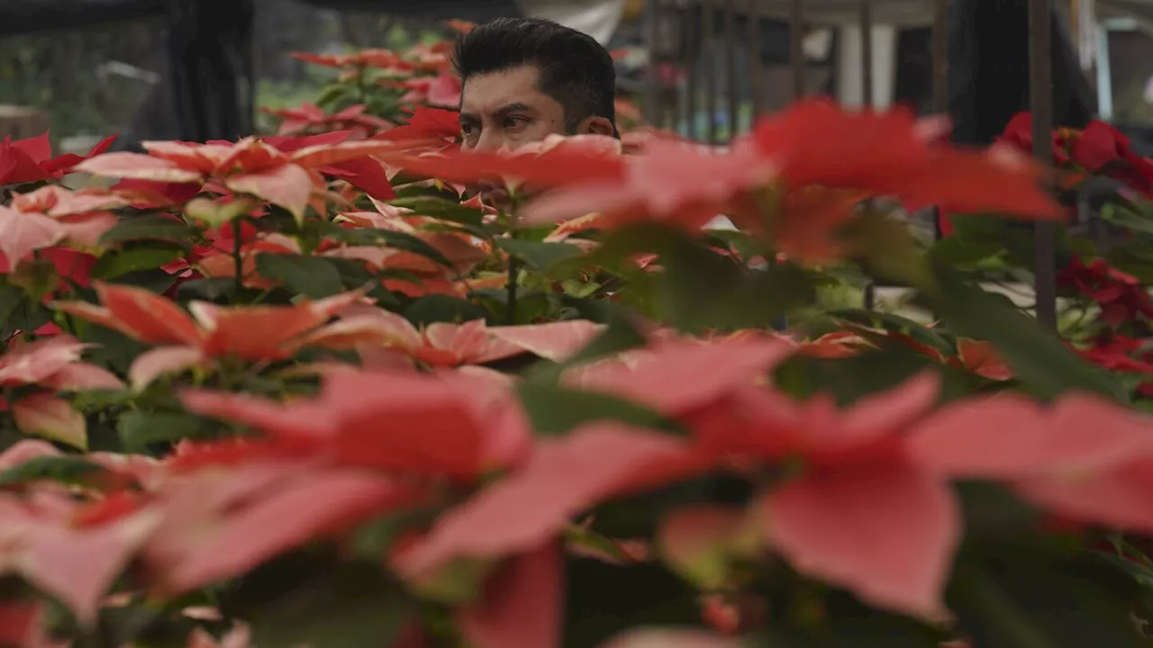 Where did 'poinsettia' come from? What to know about the holiday flower