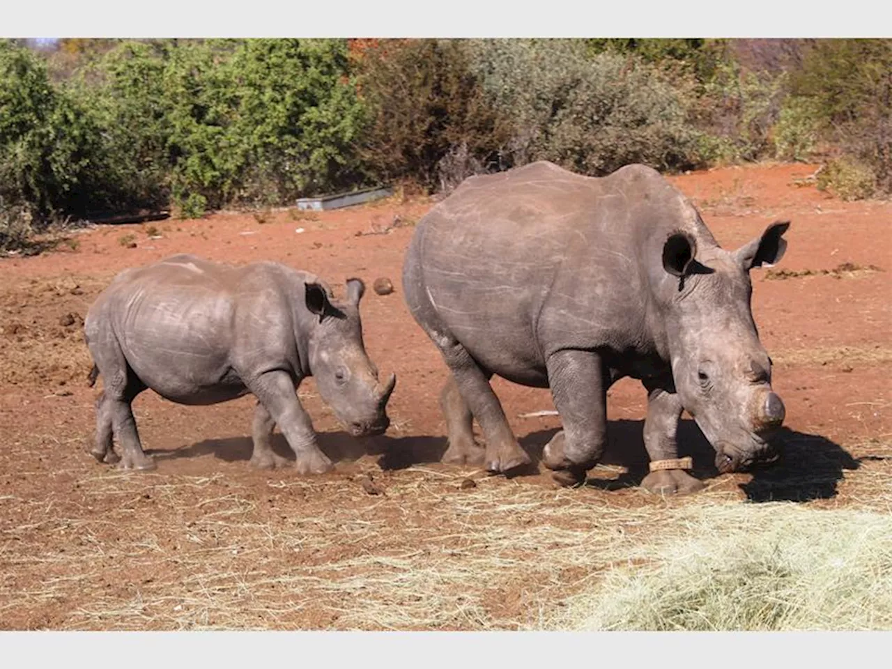 Why protecting rhinos is of utmost importance