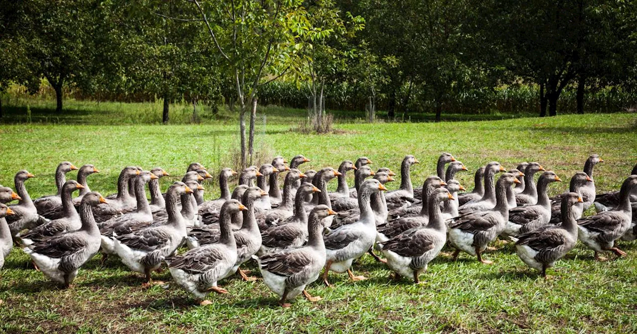 La France va-t-elle devoir faire ses adieux au foie gras ?