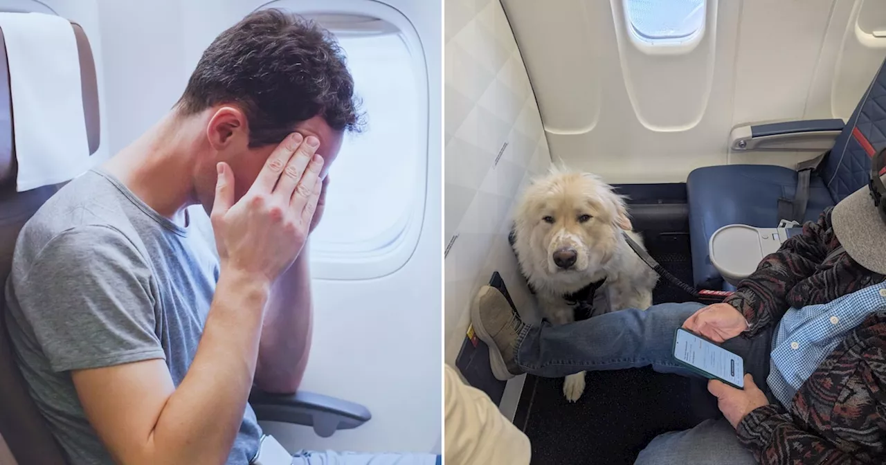 Fluggast muss First-Class-Sitz für Hund räumen: „Absolute Frechheit“