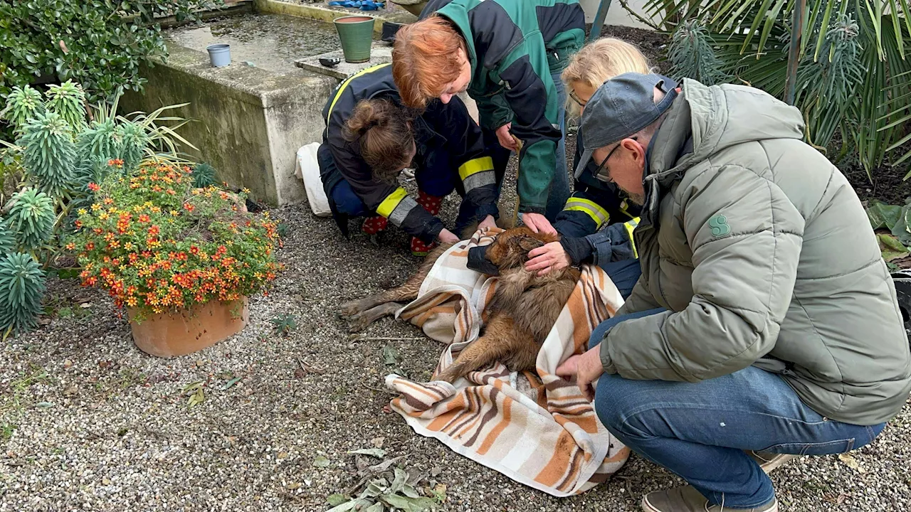  Feuerwehr rettet Hund 'Choco' aus Brunnenschacht