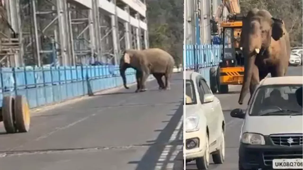 Rishikesh में जंगल से निकलकर आबादी क्षेत्र में पहुंचा हाथी, मची भगदड़; युवक को पटका- देखें वीडियो