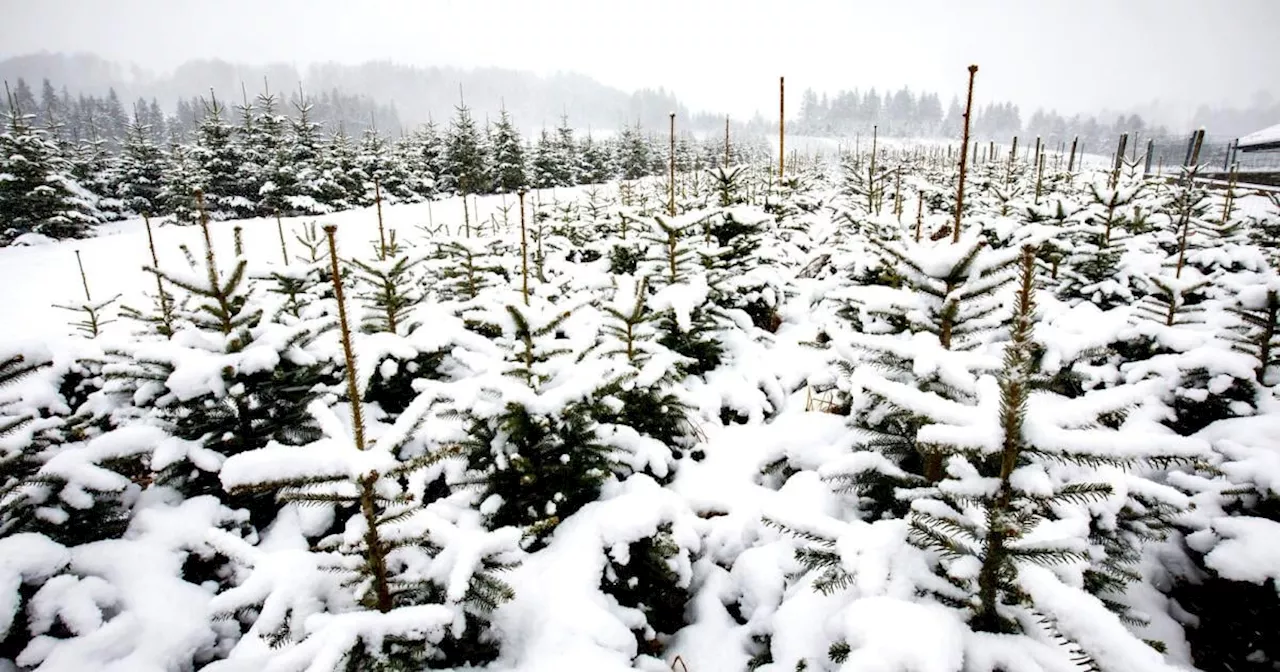 Wo zu Weihnachten in Österreich mit Schnee zu rechnen ist