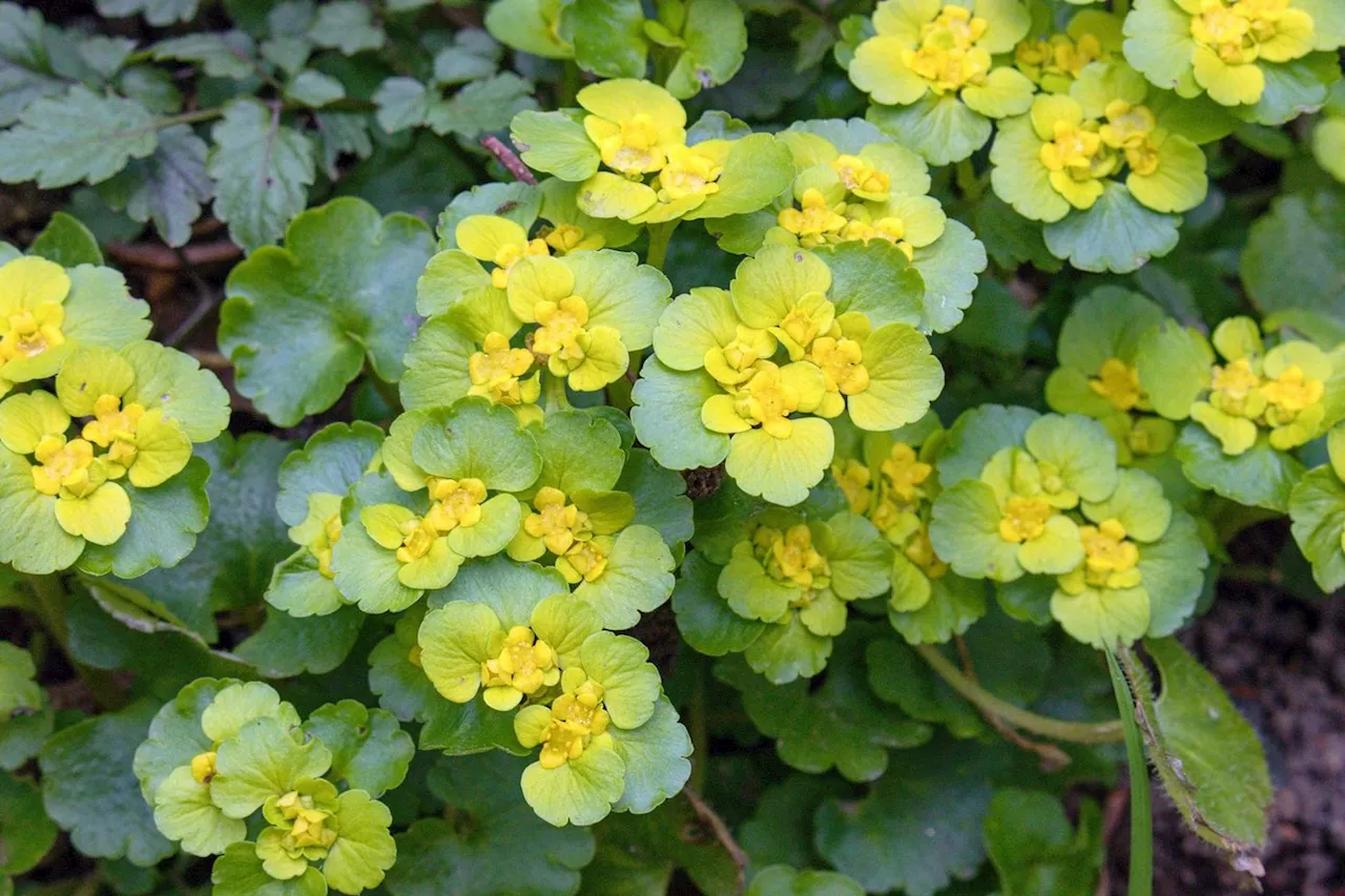 Jardin : les dorines aiment les sols frais !