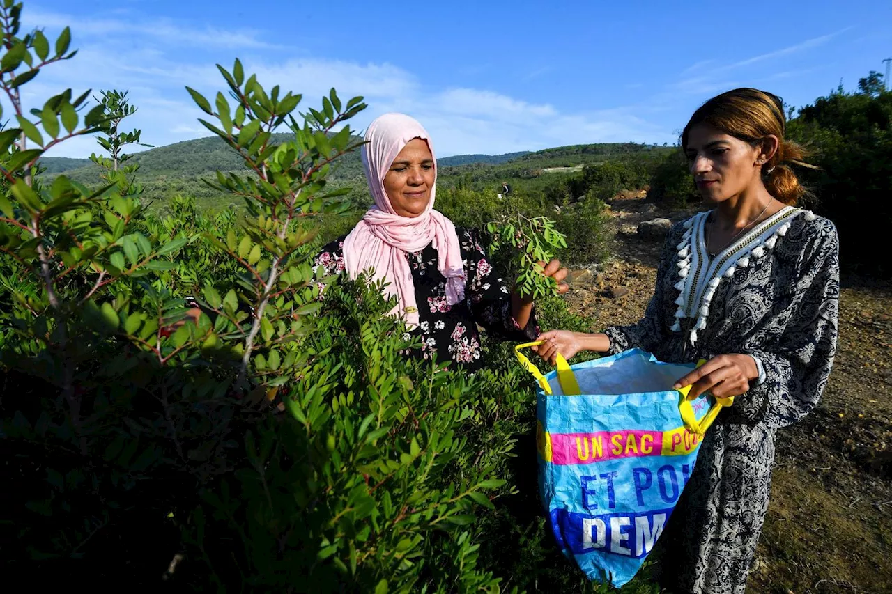 Tunisie: les cueilleuses de plantes aromatiques en butte au changement climatique