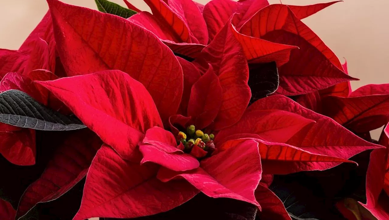 Jardinage : comment faire durer le poinsettia, l’Étoile de Noël