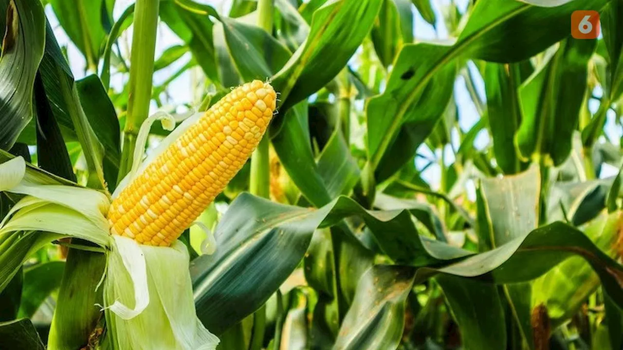 Nama Latin Jagung dan Panduan Lengkap Mengenal Tanaman Pangan Penting Ini