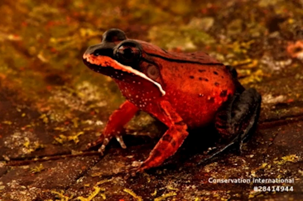 Meet the amphibious mouse: Scientists uncover 27 new species in Peru’s Amazon