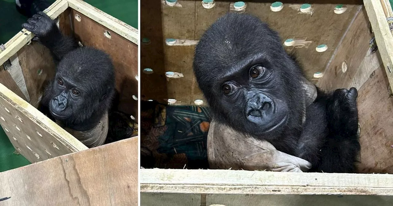 Smuggled baby gorilla found stuffed inside a crate at airport