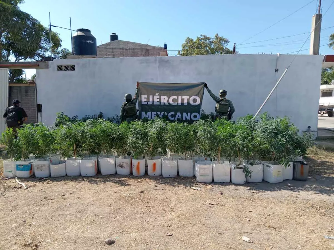 Tras cateo, el Ejército mexicano asegura plantas de mariguana en Sinaloa