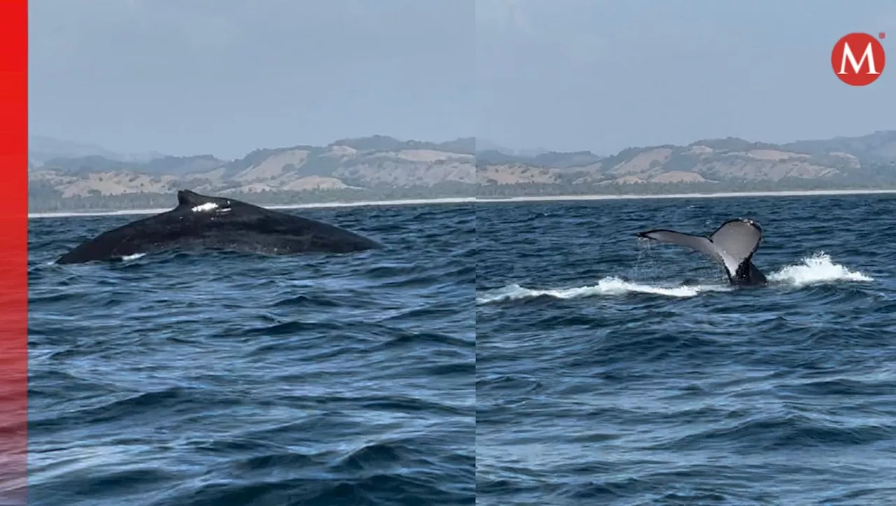 ¡Vive el espectáculo! Ballenas jorobadas llegan a las playas de Michoacán