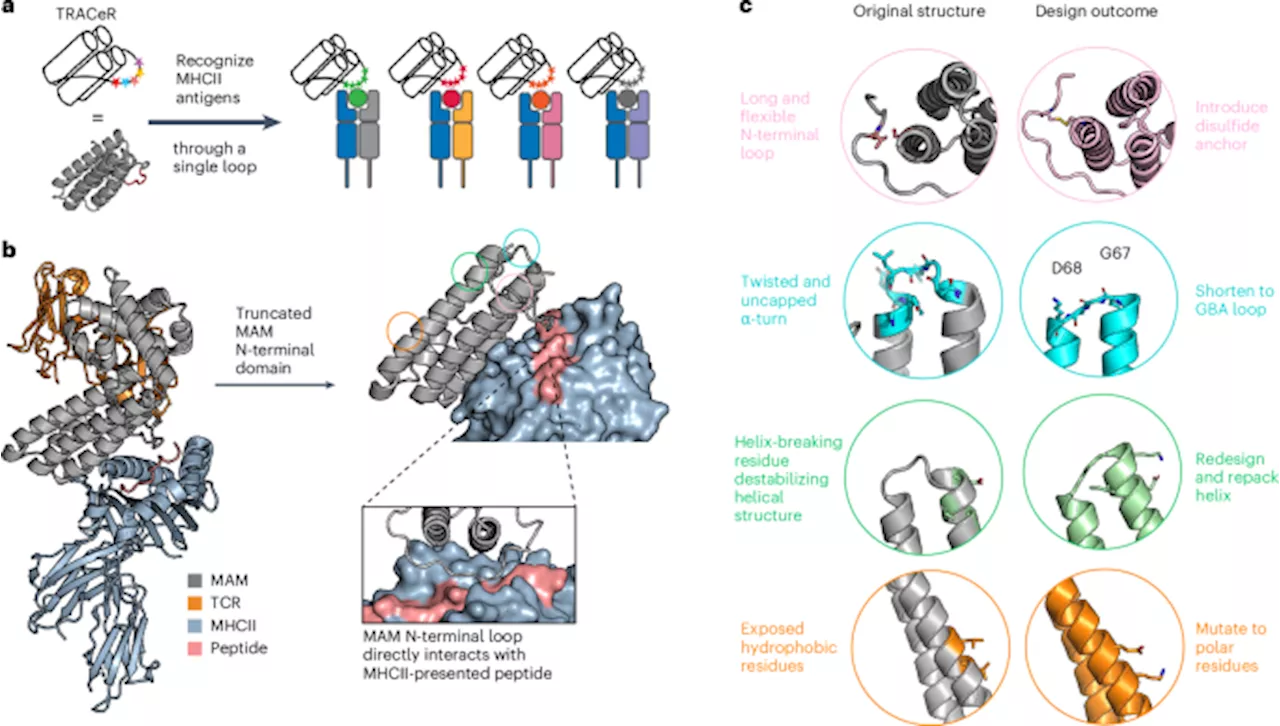 A general system for targeting MHC class II–antigen complex via a single adaptable loop