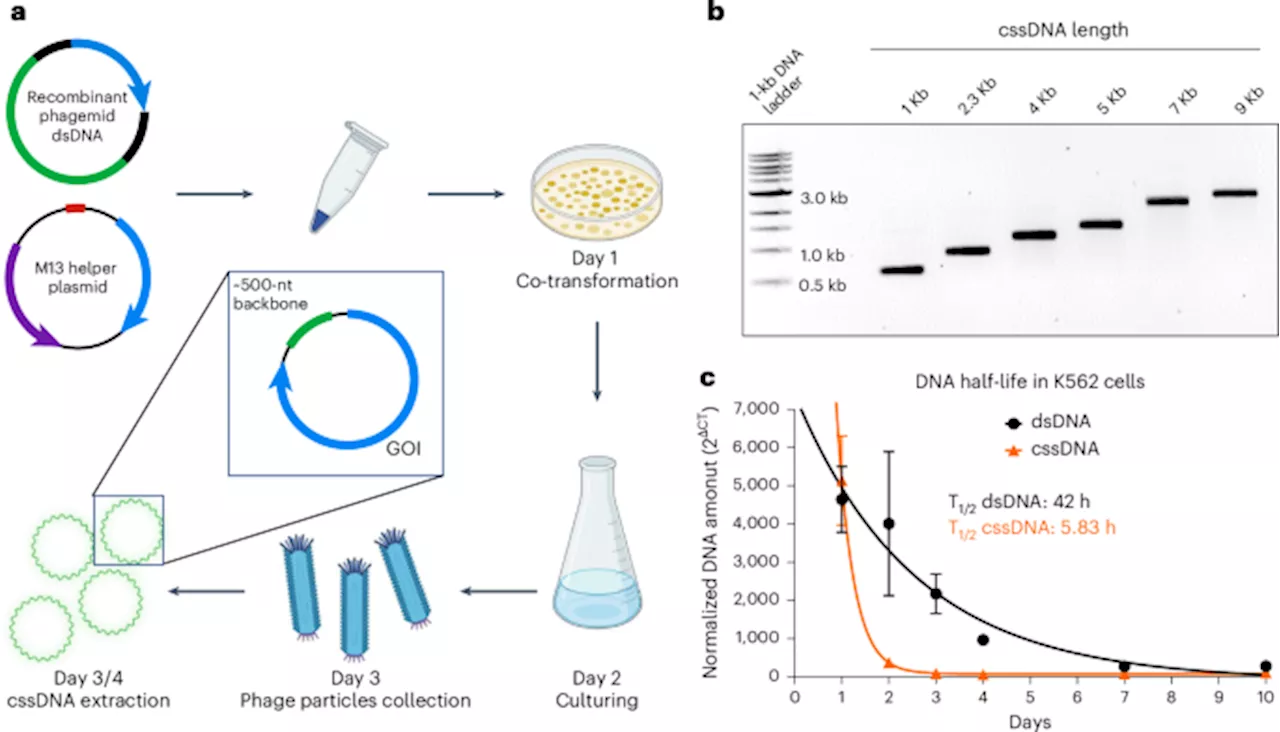 Efficient non-viral immune cell engineering using circular single-stranded DNA-mediated genomic integration