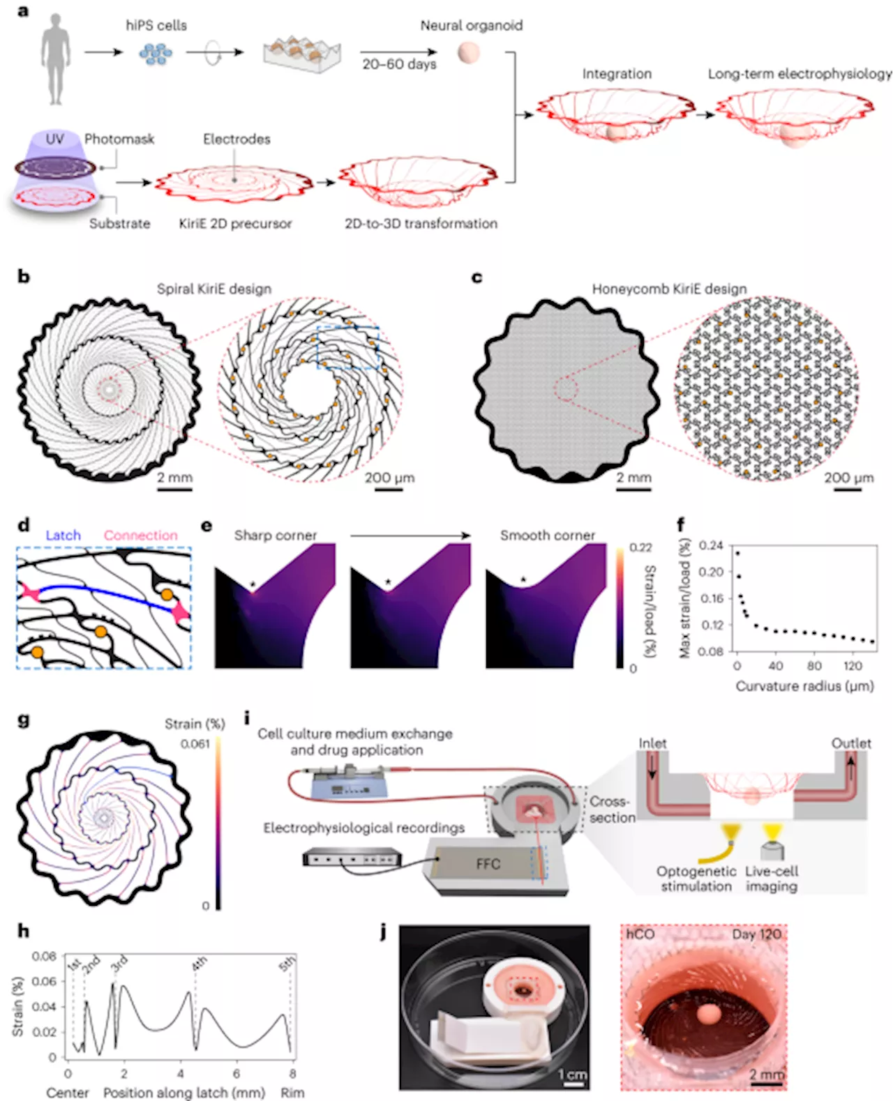 Kirigami electronics for long-term electrophysiological recording of human neural organoids and assembloids