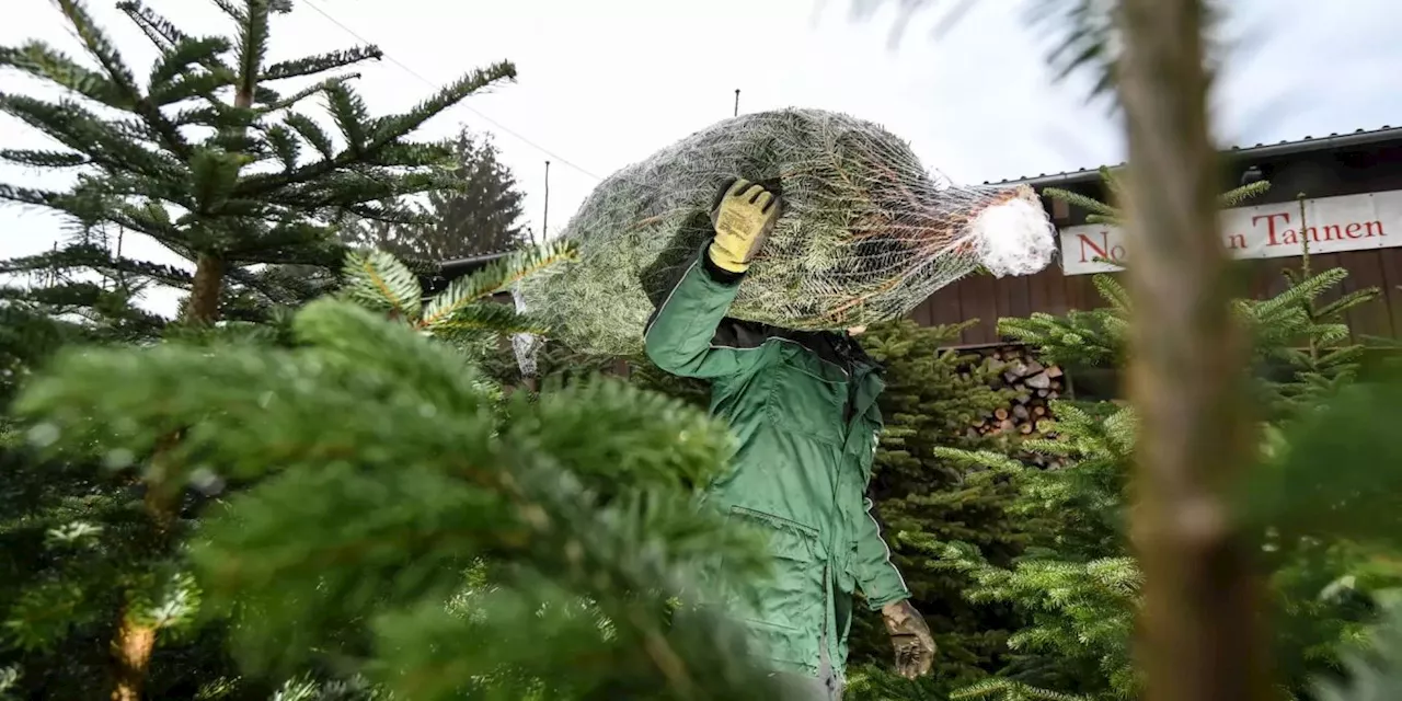 Weihnachtsbaum-Entsorgung: Was Sie wissen müssen
