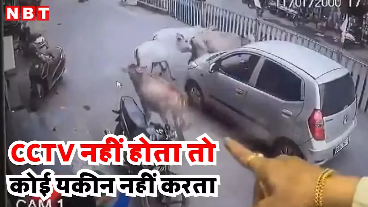 चौराहे पर कार का चक्कर लगा रहीं थी गाय, माजरा समझ आते ही उड़े लोगों के होश, VIDEO देख आप भी कहेंगे... मां तो मां होती है!